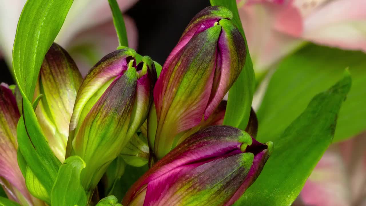 Alstroemeria，通常被称为秘鲁百合或印加百合在黑色背景下盛开的4K延时电影。逐渐缩小的渐长渐长