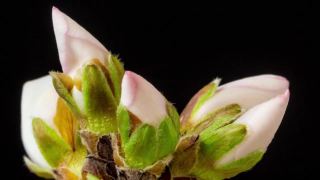 杏花盛开在一个水平时间推移4k视频黑色背景。放大梅花在春天开花的视频。视频素材模板下载