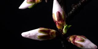 杏花盛开在一个水平时间推移4k视频黑色背景。放大梅花在春天开花的视频。