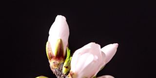 杏花盛开在一个水平时间推移4k视频黑色背景。放大梅花在春天开花的视频。