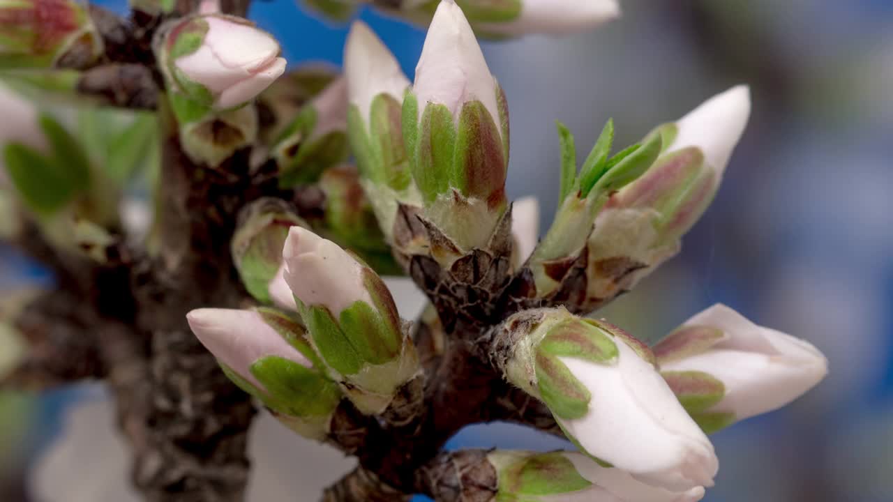 杏花盛开在一个水平时间推移4k视频蓝色背景。放大梅花在春天开花的视频。