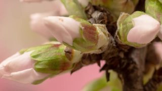杏花盛开在一个水平时间推移4k视频粉红背景。放大梅花在春天开花的视频。视频素材模板下载