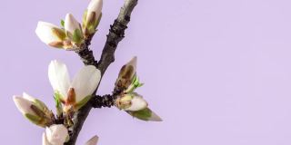 杏花盛开在一个水平时间推移4k视频粉红背景。放大梅花在春天开花的视频。
