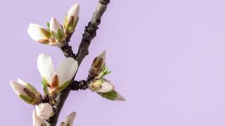 杏花盛开在一个水平时间推移4k视频粉红背景。放大梅花在春天开花的视频。视频素材模板下载