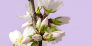 杏花盛开在一个水平时间推移4k视频粉红背景。放大梅花在春天开花的视频。