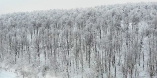 一场暴风雪后的冬季北方天然森林的4K航拍视频