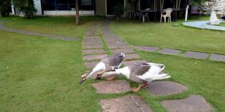 一对漂亮的大雁在花园里散步，在印度享受它们自己的闲暇时光。