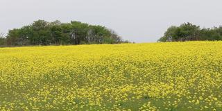 秋田县大仙市教和菜籽花田