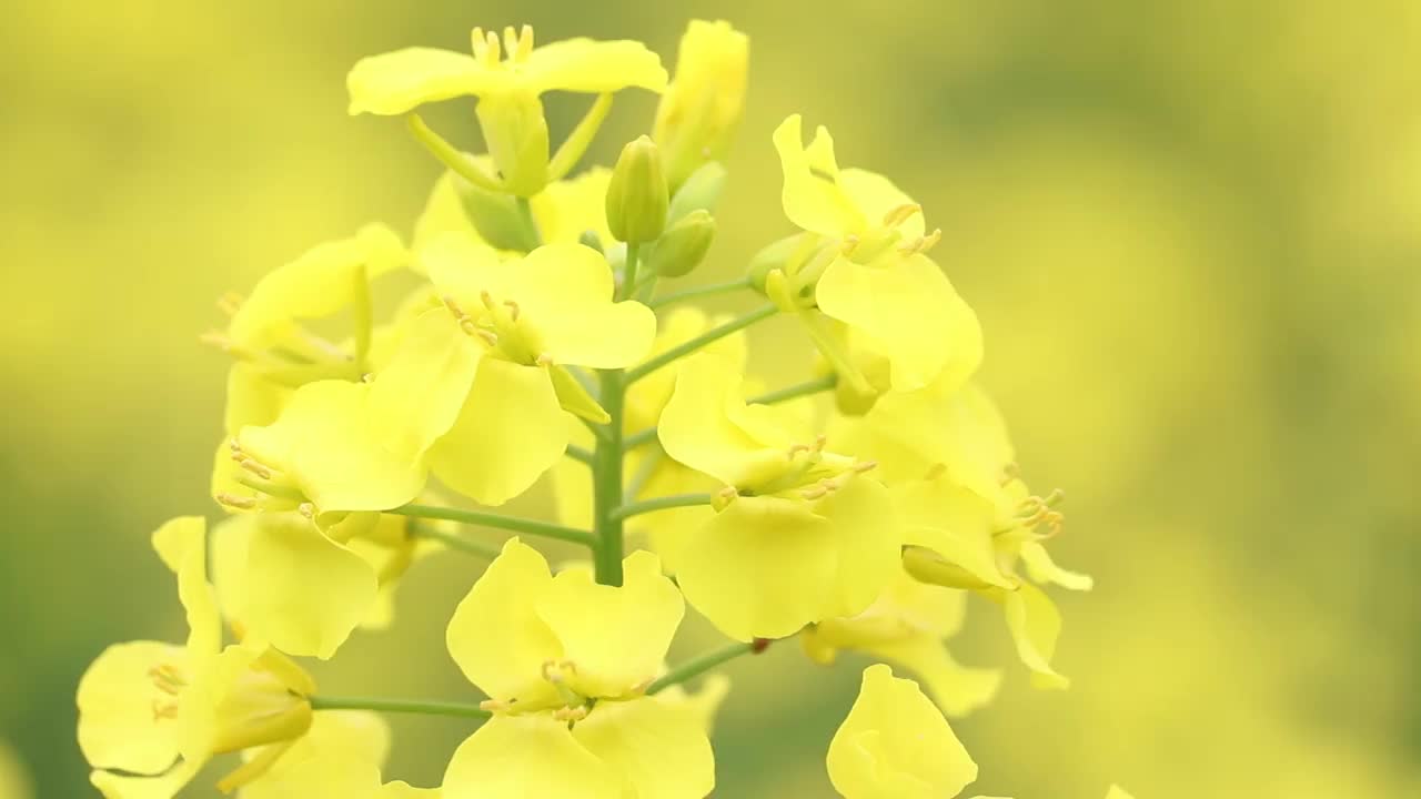 秋田县大仙市教和菜籽花田