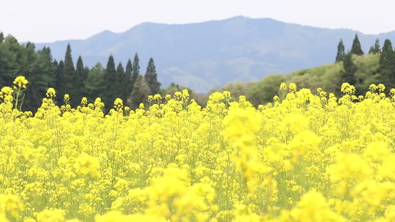 秋田县大仙市教和菜籽花田