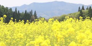 秋田县大仙市教和菜籽花田