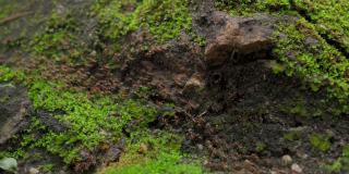 成群结队的白蚁在苔藓覆盖的地面上行走。