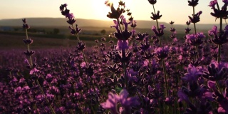 日落时分，盛开的薰衣草在田野里被蜜蜂授粉。普罗旺斯,法国。关闭了。有选择性的重点。缓慢的运动。薰衣草花春天背景与美丽的紫色颜色和散景灯