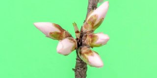 杏花盛开在一个水平时间推移4k视频对绿色背景。放大梅花在春天开花的视频。