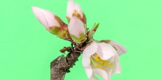 杏花盛开在一个水平时间推移4k视频对绿色背景。放大梅花在春天开花的视频。