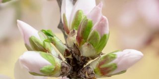 杏花盛开在一个水平时间推移4k视频黄色背景。放大梅花在春天开花的视频。