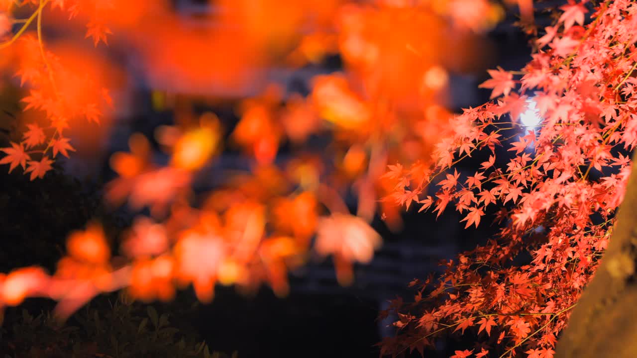 秋天的树木在夜晚发光