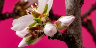 杏花盛开和旋转在水平时间推移4k视频对红色背景。放大梅花在春天开花的视频。