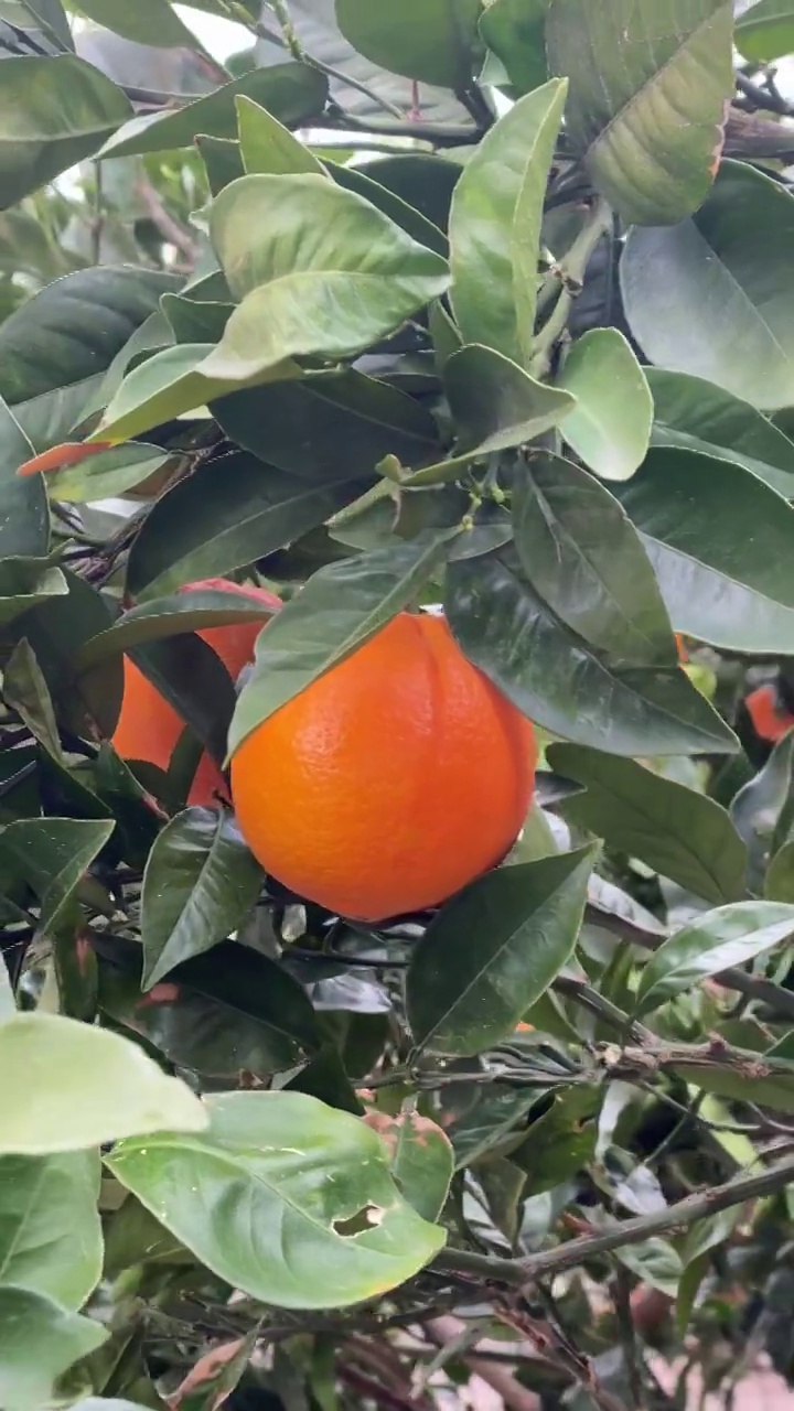 成熟的橙子在绿叶间的图像。