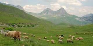 在黑山的Durmitor山区，一群羊在吃草