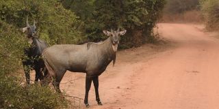 印度拉贾斯坦邦斋浦尔jhalana森林保护区，两只成年雄性nilgai或蓝色公牛或Boselaphus tragocamelus最大的亚洲羚羊试图与另一只交配