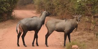 印度拉贾斯坦邦斋浦尔jhalana森林保护区，两只成年雄性nilgai或蓝色公牛或Boselaphus tragocamelus最大的亚洲羚羊一起行走