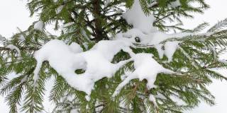 冬天森林里的云杉树枝上飘着雪花。关闭了。