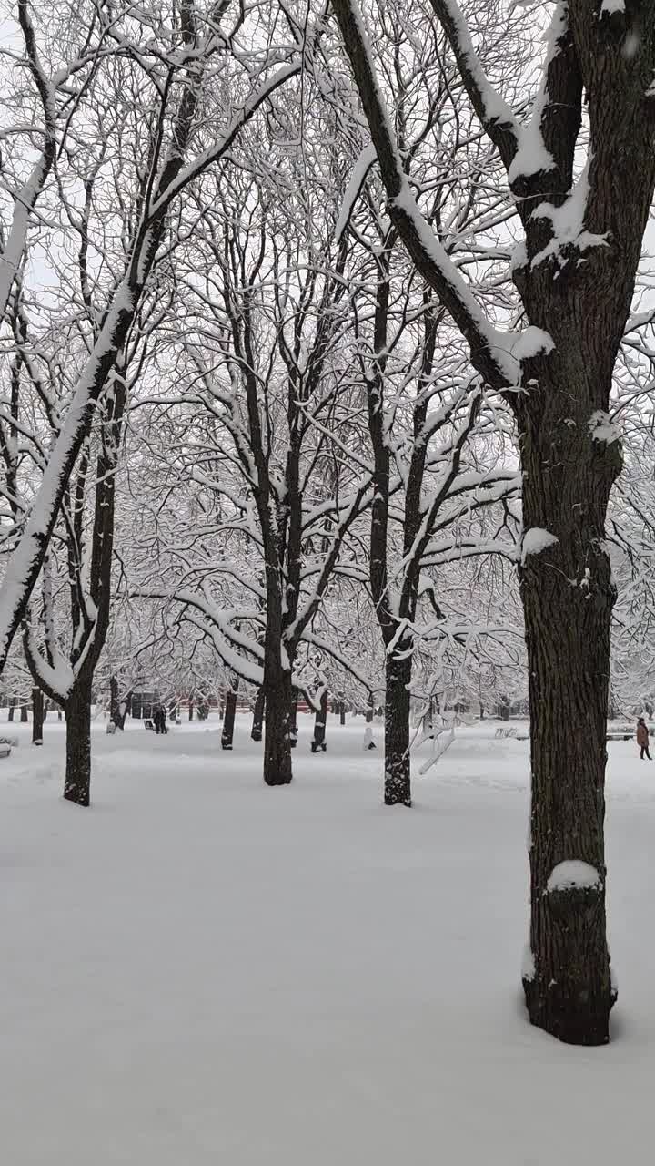 里加冬天的城市公园，树木被雪覆盖