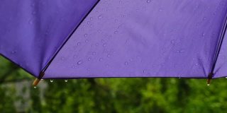 雨点落在伞上。紫色雨伞的特写，绿色的夏日公园背景上的雨滴。雨。慢镜头。夏雨。滴和色斑。多雨的天气。