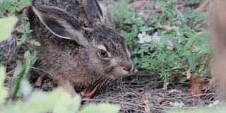 野兔坐在灌木丛里，特写镜头，灰兔坐在森林里