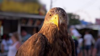 一只具有敏锐眼睛的食肉草原鹰在人群中四处搜寻。4K。近距离视频素材模板下载