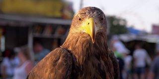 一只具有敏锐眼睛的食肉草原鹰在人群中四处搜寻。4K。近距离