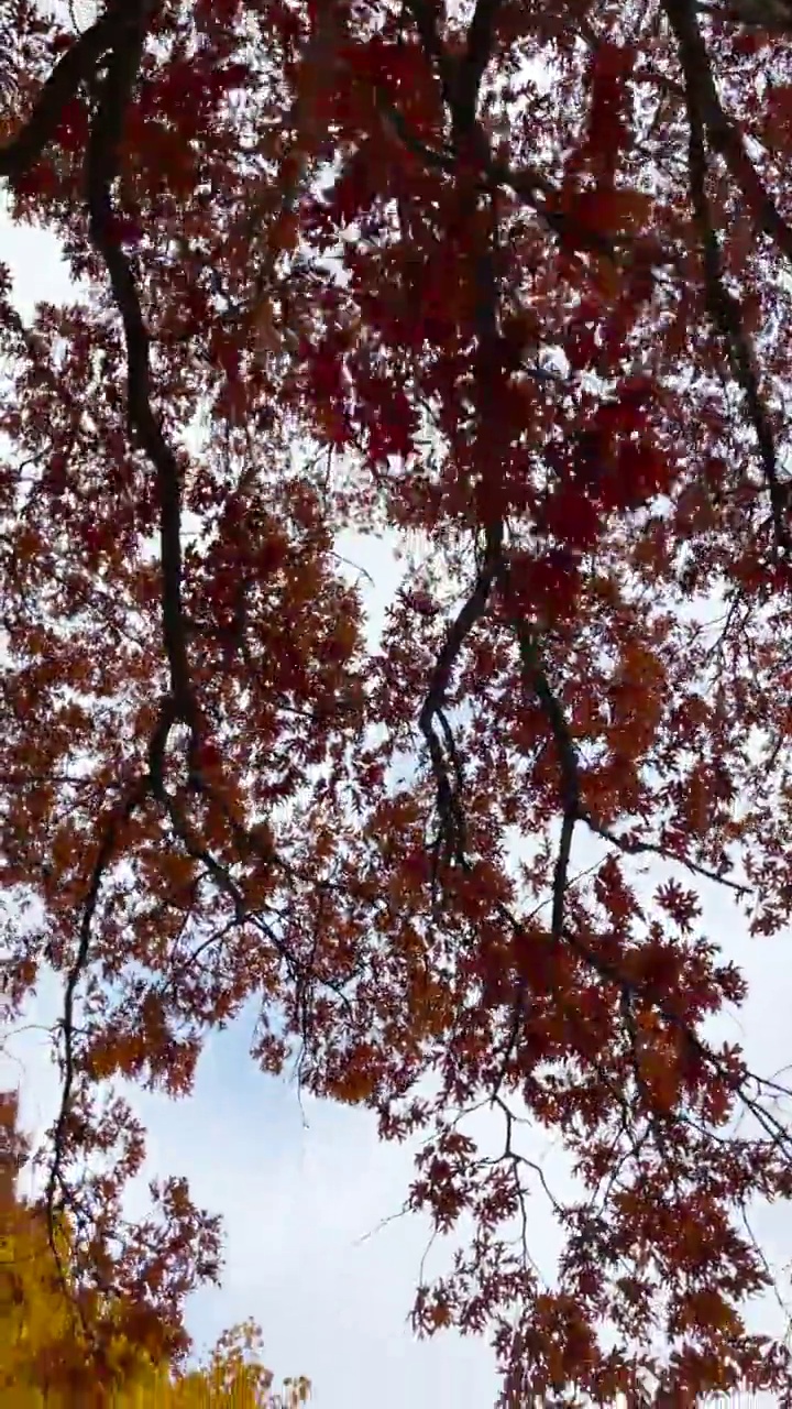 在深红色树叶的伞下