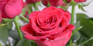 红玫瑰花蕾与水珠合在一起