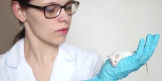 戴着蓝色橡胶手套的科学家手里拿着一只红眼睛的小白鼠。
