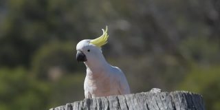 硫冠凤头鹦鹉