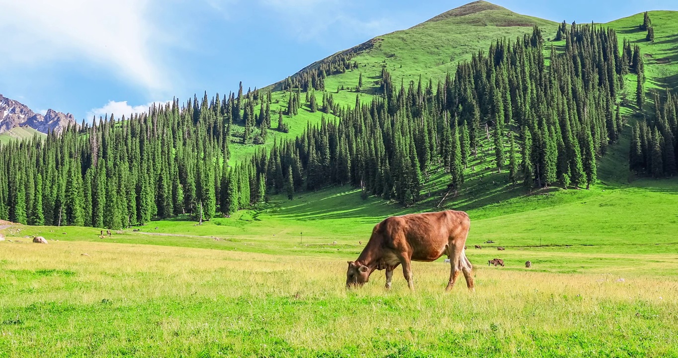牧场景观，牛群在绿色的草地上吃草