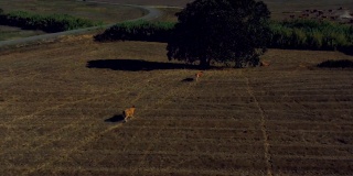 在葡萄牙南部阿连特霍的农田里放牧动物。