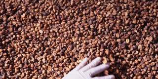 湿咖啡粉磨加工或洗涤站。农业咖啡行业的产品线概念。