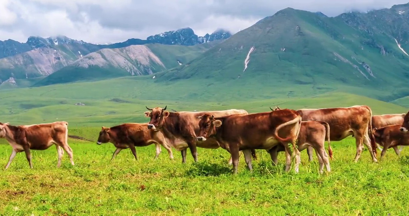 牧场景观，牛群在绿色的草地上吃草