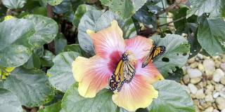 黑脉金斑蝶拍打在木槿花上