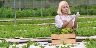 农业职业概念，年轻的女老板在菜场工作，妇女在温室里收获蔬菜