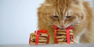 姜黄色的猫嗅着系着红丝带的圣诞饼干坐在桌子上