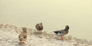 阿联酋阿布扎比，三只鸭子在池塘里清洗自己