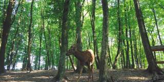 在森林中咀嚼的斑点轴鹿。年轻的赤特鹿在夏天的树林里
