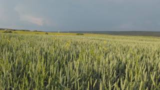 绿色的麦田。生长着大麦幼苗的夏季景观视频素材模板下载