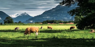 放牧牛在高山景观股票视频