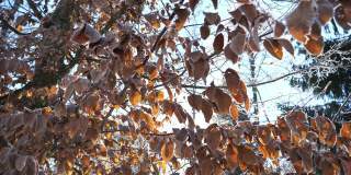 一个冬天的早晨，冻僵的树上满是霜的枯叶，一缕阳光透过冻僵的树叶，镜头移动的影像