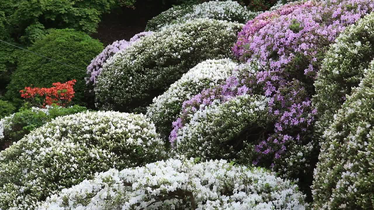 秋田县，秋田市森树公园的杜鹃花