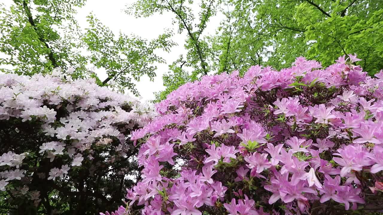 秋田县，秋田市森树公园的杜鹃花